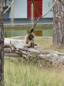 parken zoo i Eskilstuna